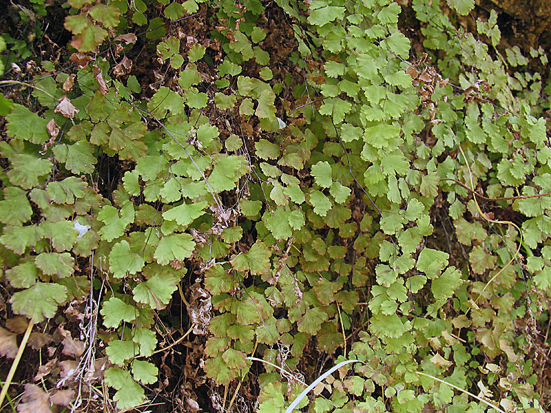 Adiantum capillus-veneris / Capelvenere
